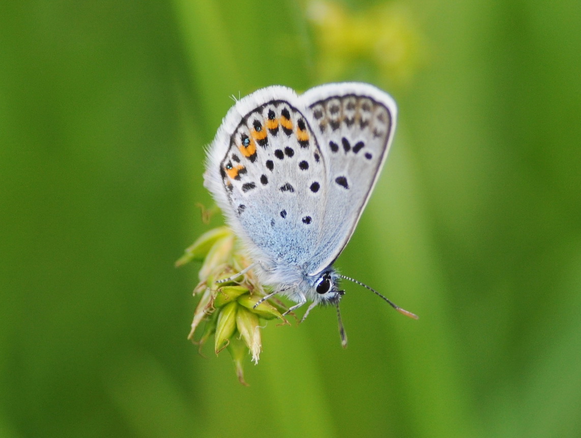 Plebejus argus  (Lycaenidae)